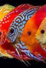 Assorted Discus (Small) - Freshwater