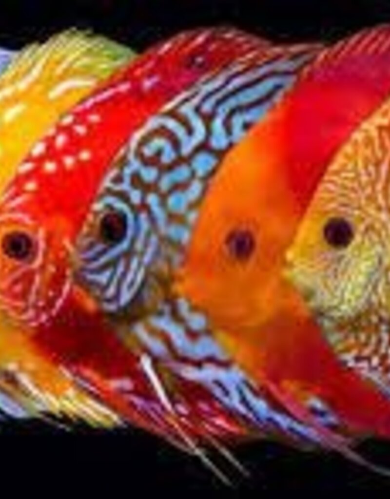 Assorted Discus (Small) - Freshwater