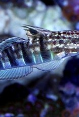 Bullet Goby - Salt Water Fish
