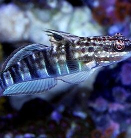 Bullet Goby - Salt Water Fish