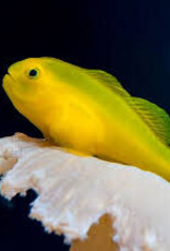 Yellow Clown Goby - Saltwater