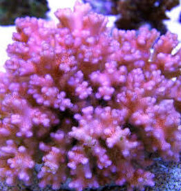 Spawned Pink Pocilliopora Frag - Saltwater