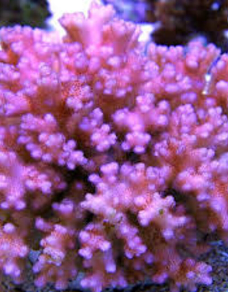Spawned Pink Pocilliopora Frag - Saltwater