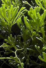 Serrated Caulerpa Macro Algae - Saltwater
