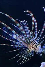 Volitan  Lionfish - Saltwater