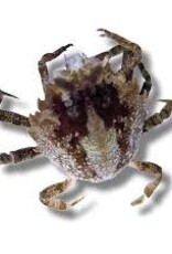 Pitho Crab - Saltwater