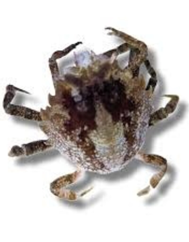 Pitho Crab - Saltwater