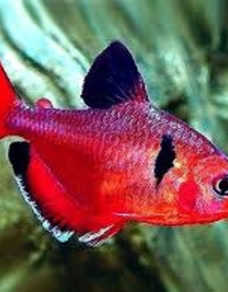 Super Red Serpae Tetra - Freshwater