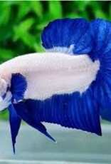 HMPK Blue Rim Male Betta - Freshwater