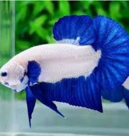 HMPK Blue Rim Male Betta - Freshwater
