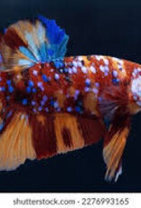 HMPK Nemo Male Betta - Freshwater