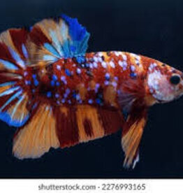 HMPK Nemo Male Betta - Freshwater