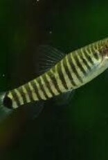 Dwarf Hovering Zebra Loach - Freshwater