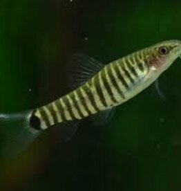 Dwarf Hovering Zebra Loach - Freshwater