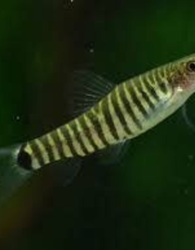 Dwarf Hovering Zebra Loach - Freshwater