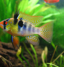German Blue Ramirezi Cichlid - Freshwater