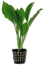 Amazon Sword (Echinodorus Bleheri) - Live Aquatic Plant