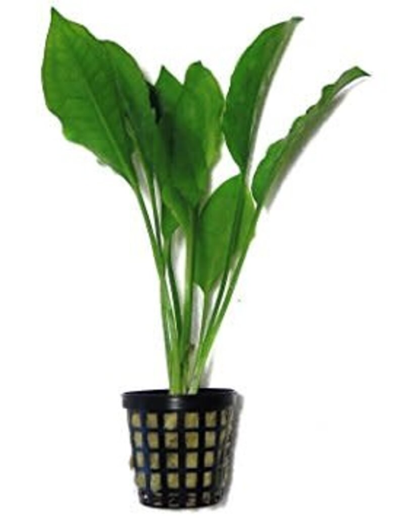 Amazon Sword (Echinodorus Bleheri) - Live Aquatic Plant