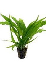 Java Fern (Microsorum Pteropus) - Live Aquatic Plant