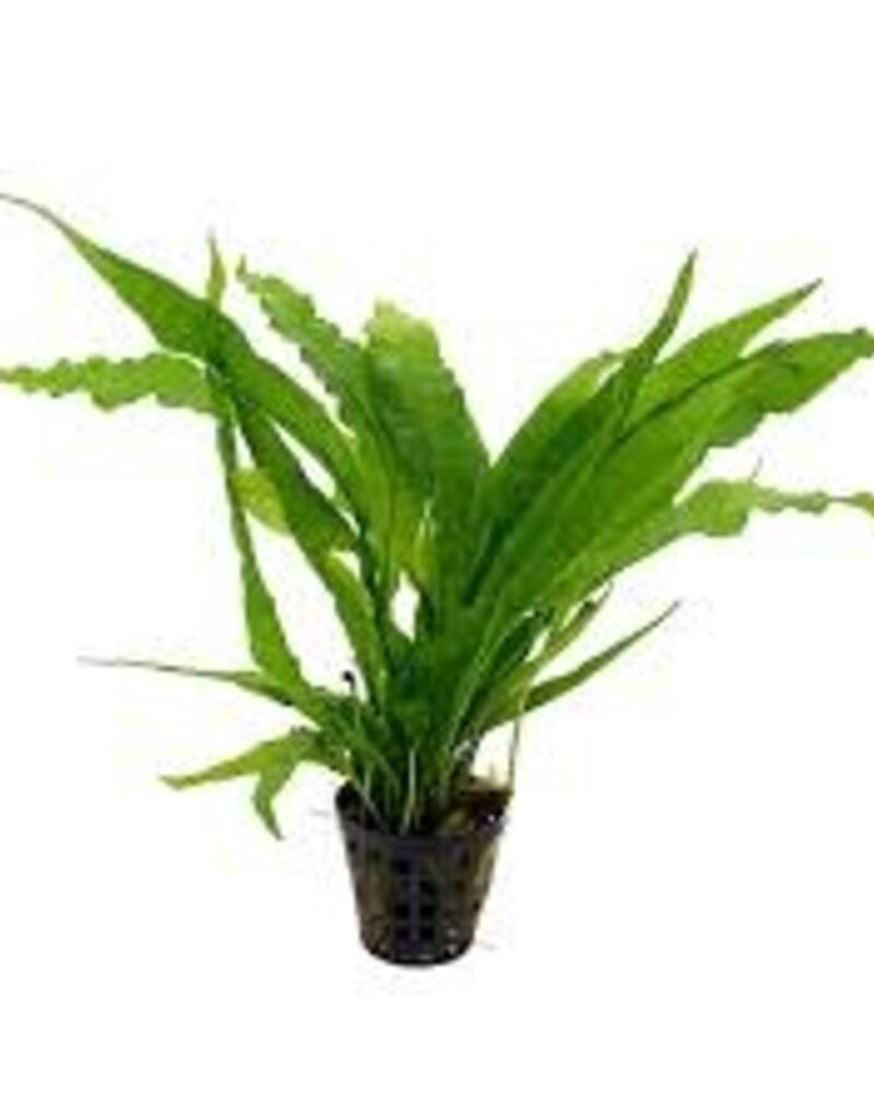 Java Fern (Microsorum Pteropus) - Live Aquatic Plant