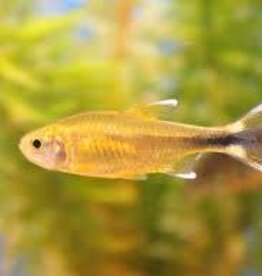 Golden Ghost Silver Tip Tetra - Freshwater