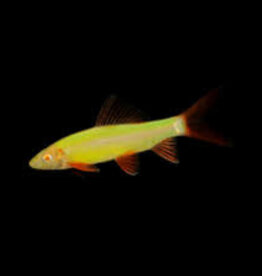 Glofish Shark - Freshwater
