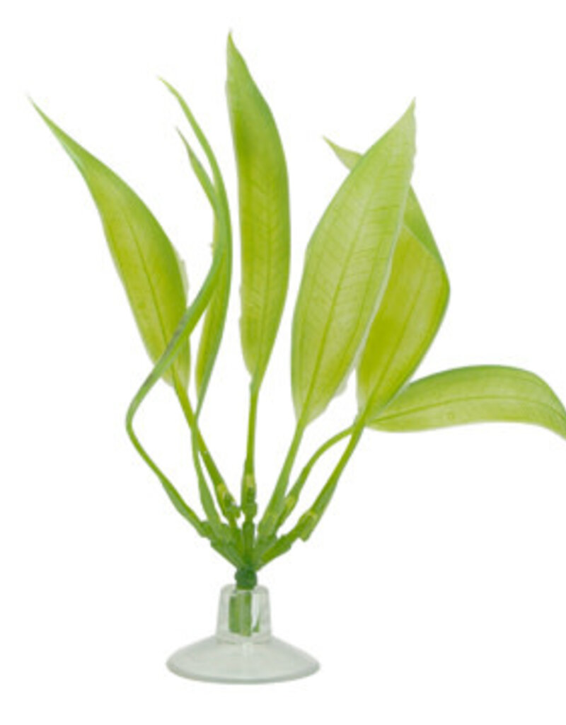 Marina Marina Betta Kit Amazon Sword Plant With Suction Cup - 12.7 cm (5in)