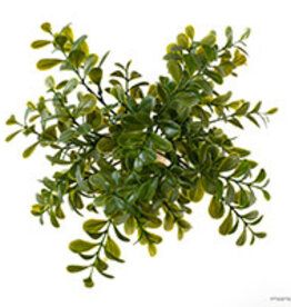 Exo Terra Exo Terra Calcarea Boxwood Plant