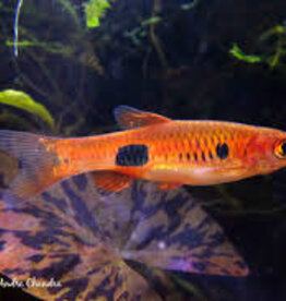Clown Rasbora - Freshwater
