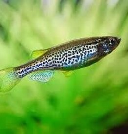 Leopard Danio - Freshwater