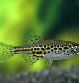 Tinwini Gold Ring Danio - Freshwater