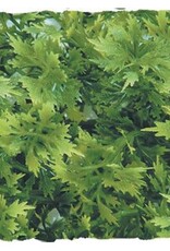 Zoo Med Zoo Med Australian Maple - Medium