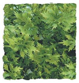 Zoo Med Zoo Med Australian Maple - Medium
