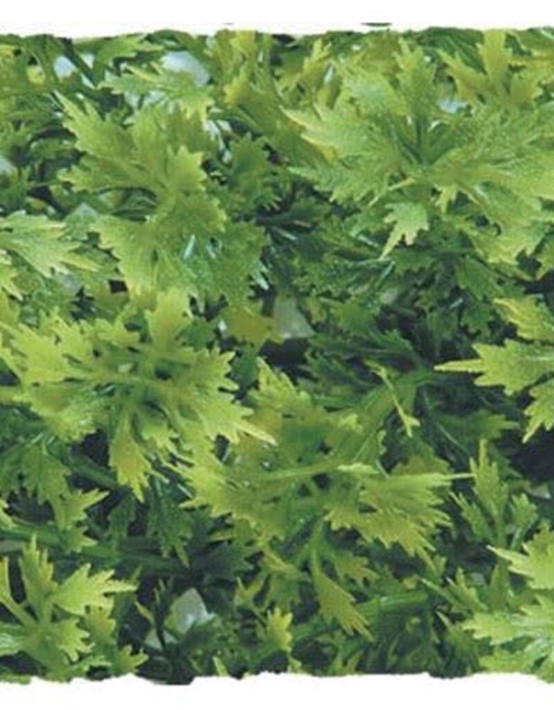 Zoo Med Zoo Med Australian Maple - Medium