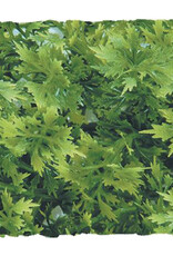 Zoo Med Zoo Med Australian Maple - Small