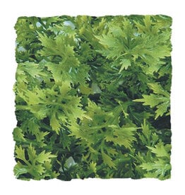 Zoo Med Zoo Med Australian Maple - Small