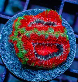 Ultra Acan Frag - Saltwater