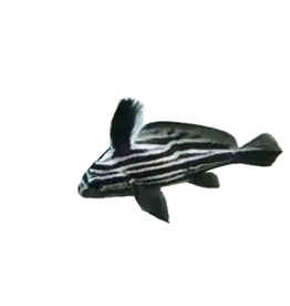 Highhat Fish - Saltwater