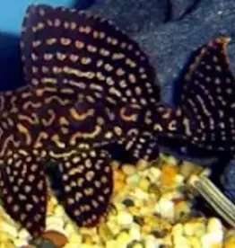 Spotted Sailfin Pleco - L001 - Freshwater
