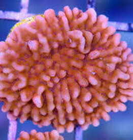 Nauti Spiral Montipora Frag (Small) - Saltwater