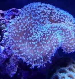 Large Leather Coral - Saltwater