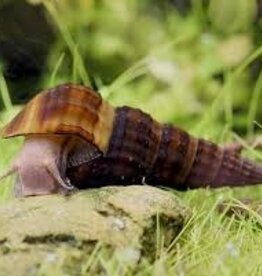 Hercules Snail - Freshwater