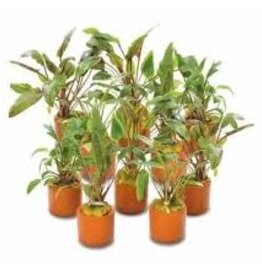 Crypt in Terra Cotta Pot  - Live Aquatic Plant