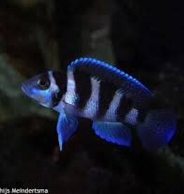 African Cichlid - Neolamprologus Tretacephalus (Trets)- Freshwater