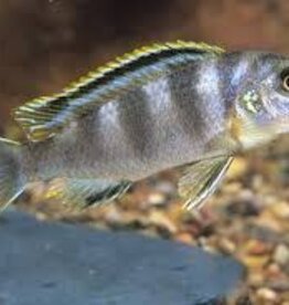 African Cichlid - Perlmutt - Freshwater