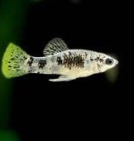 Banded Limia - Freshwater