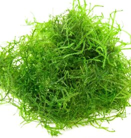 Assorted Moss Portion - Plant