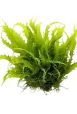 Java Moss Portion - Plant
