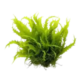 Java Moss Portion - Plant