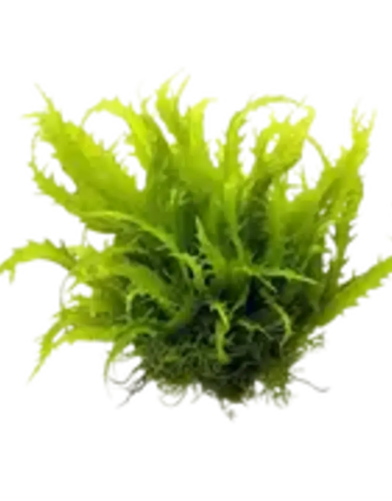 Java Moss Portion - Plant